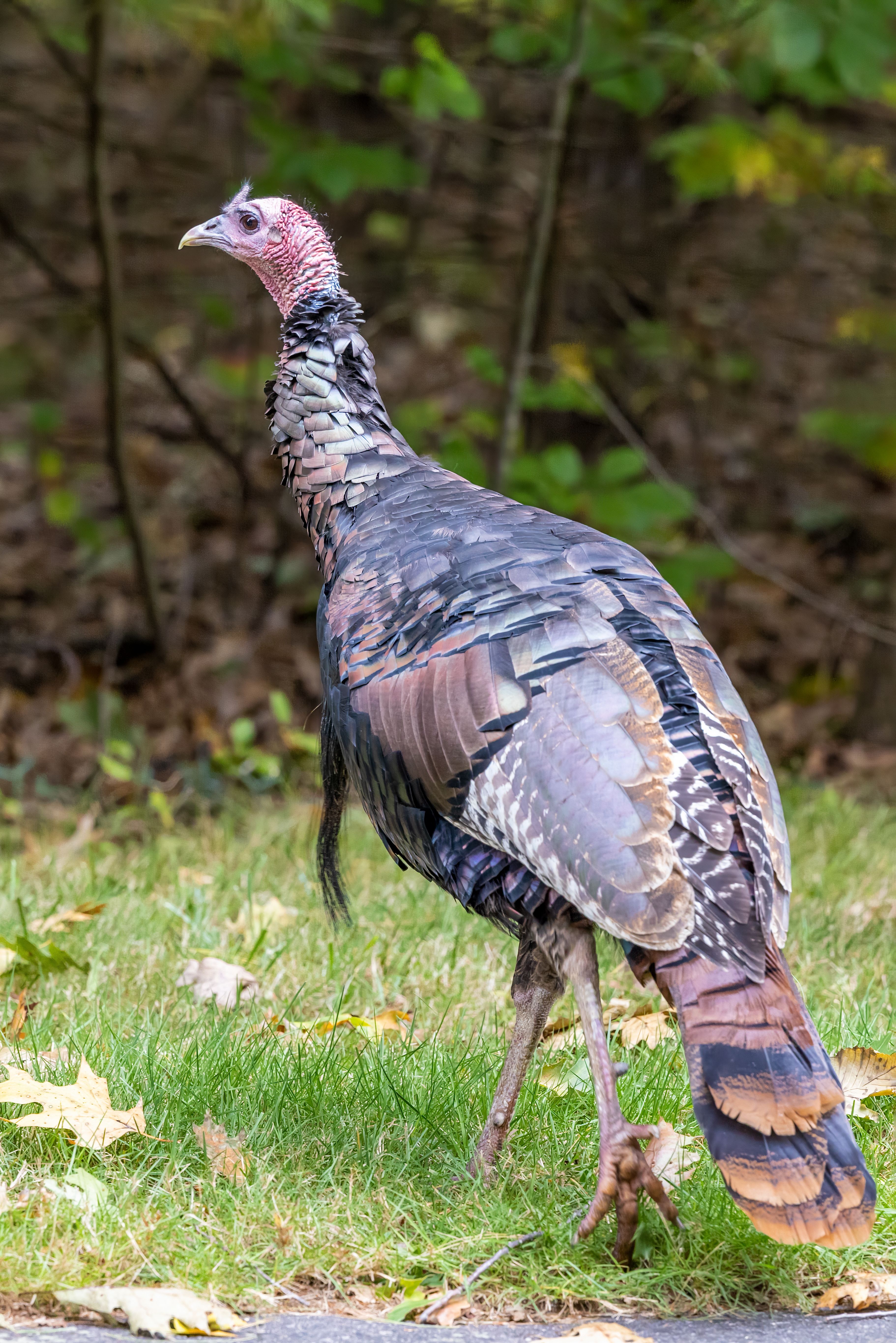 Turkey Culture and Traditions: A Traveller’s Guide — Apply for a Turkey eVisa